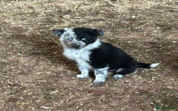 Border Collie dogs for sale: A beautiful mixed litter of border collies  - Image 7