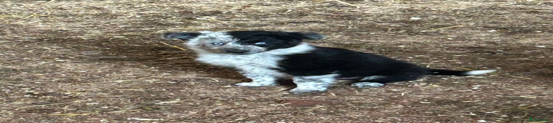 Border Collie Puppy 2
