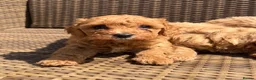 Cavapoochon dogs for sale: Cavapoochons ready for reserve 💕  - Advert 4