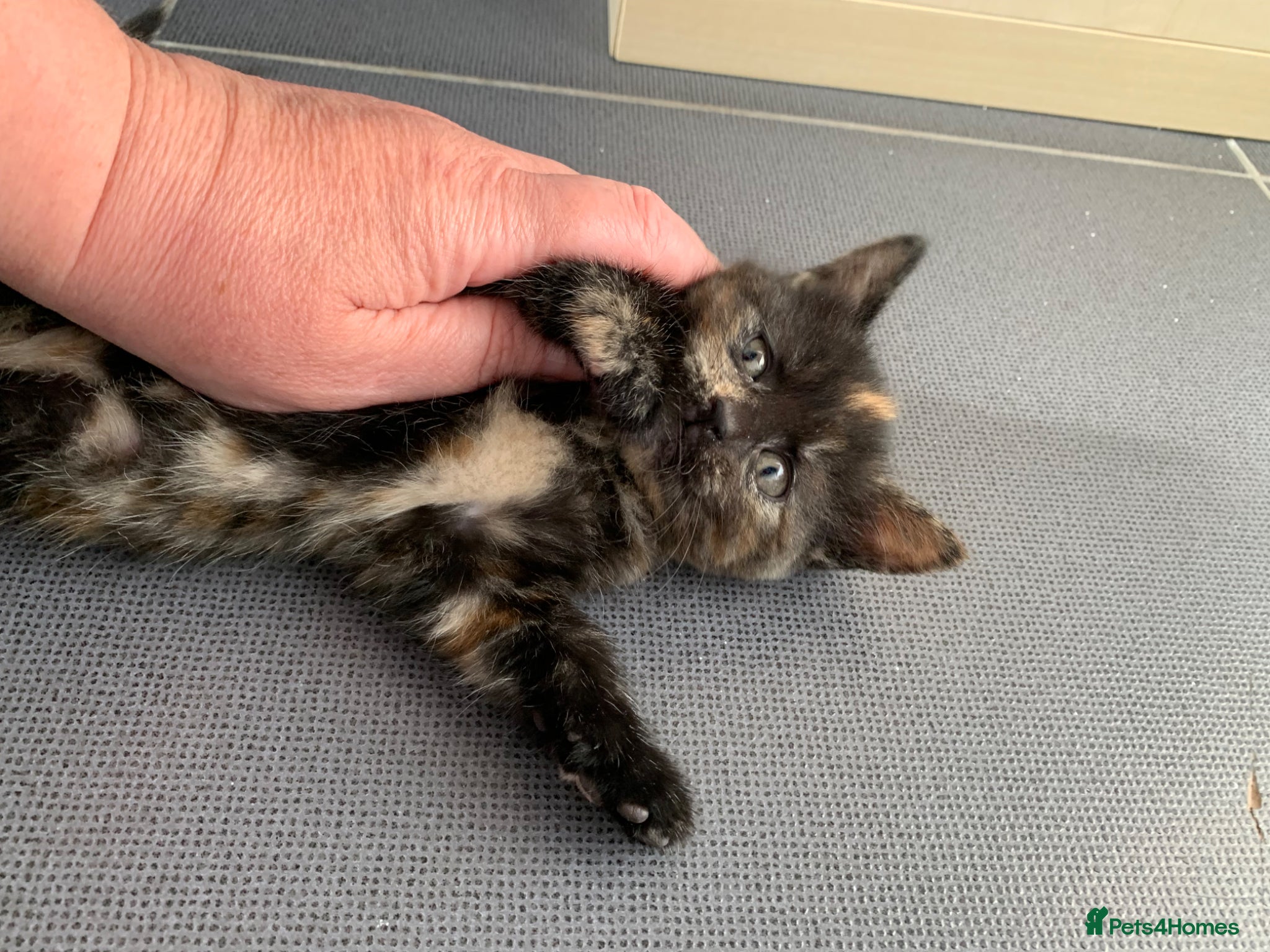 Turkish Angora Kitten 7