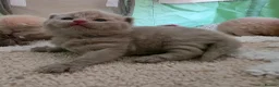 British Shorthair cats for sale: GCCF CHAMPION BRITISH SHORTHAIR 🏆  - Advert 9