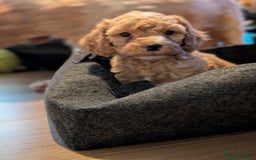 Cavapoo dogs for sale: Cavapoo puppies  - Image 13