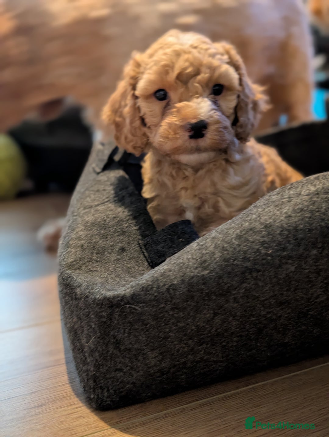 Cavapoo dogs for sale: Cavapoo puppies  - Image 13