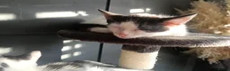 Mixed Breed cats for sale: 5 Beautiful Kittens for sale  - Advert 9