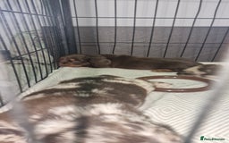 Dachshund dogs for sale: Miniature Dachshund cross pup - Image 13