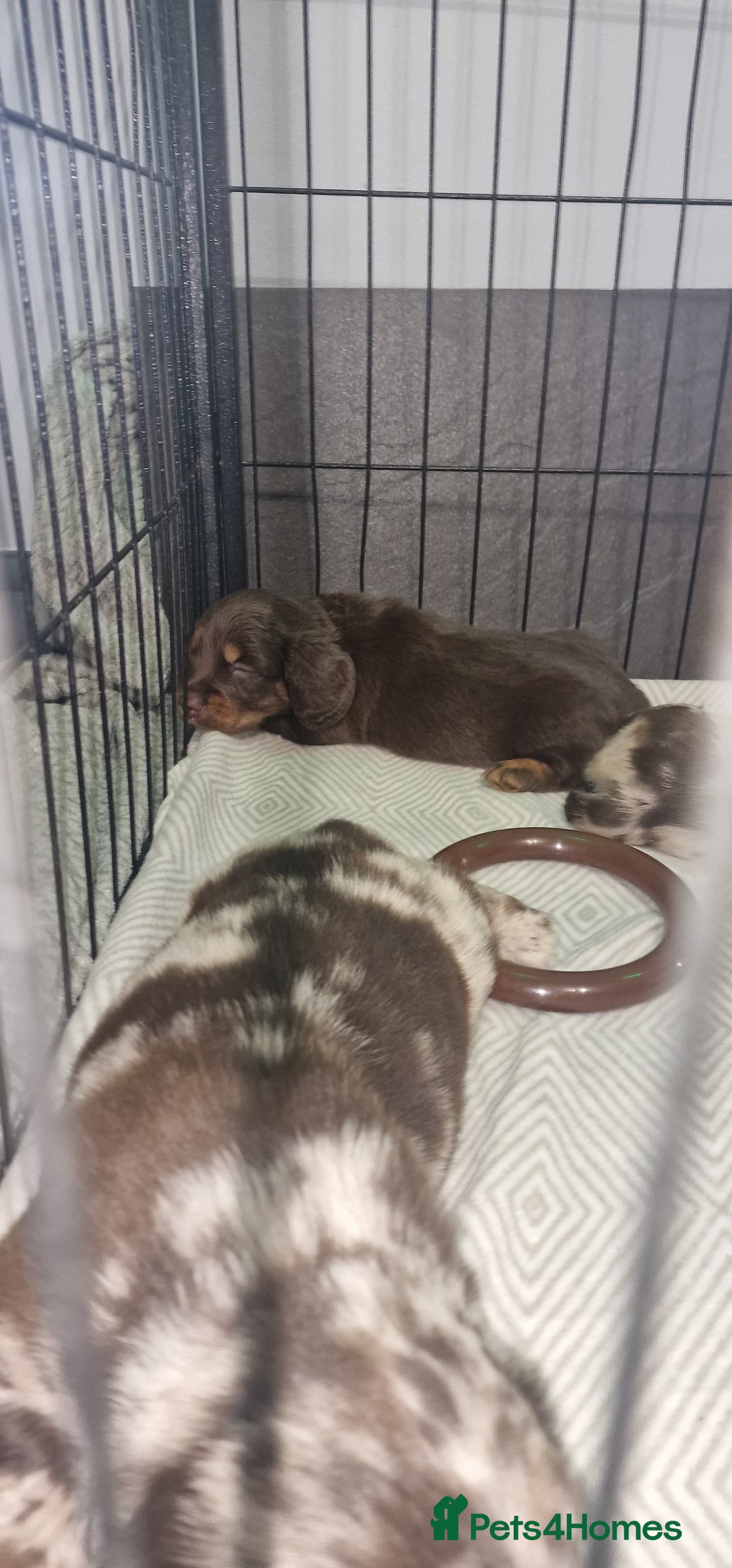 Dachshund dogs for sale: Miniature Dachshund cross pup - Image 13