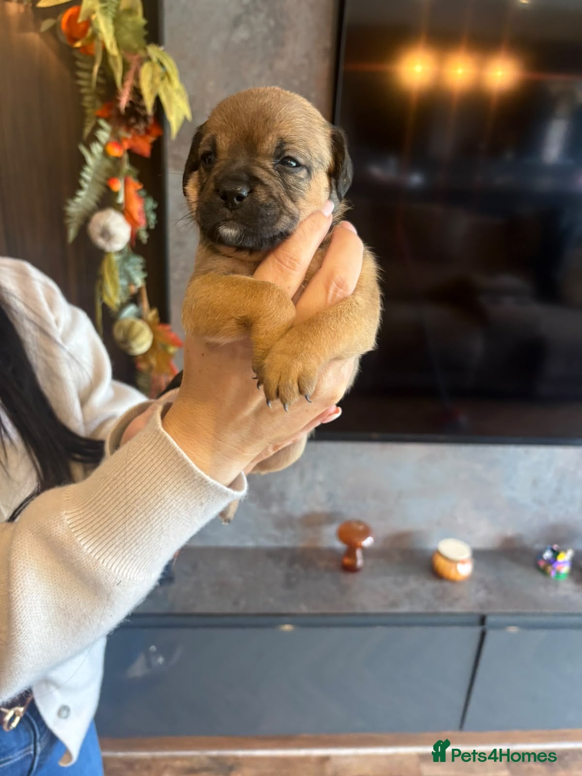 Mixed Breed dogs French bulldog X Cavapoo - Advert 2