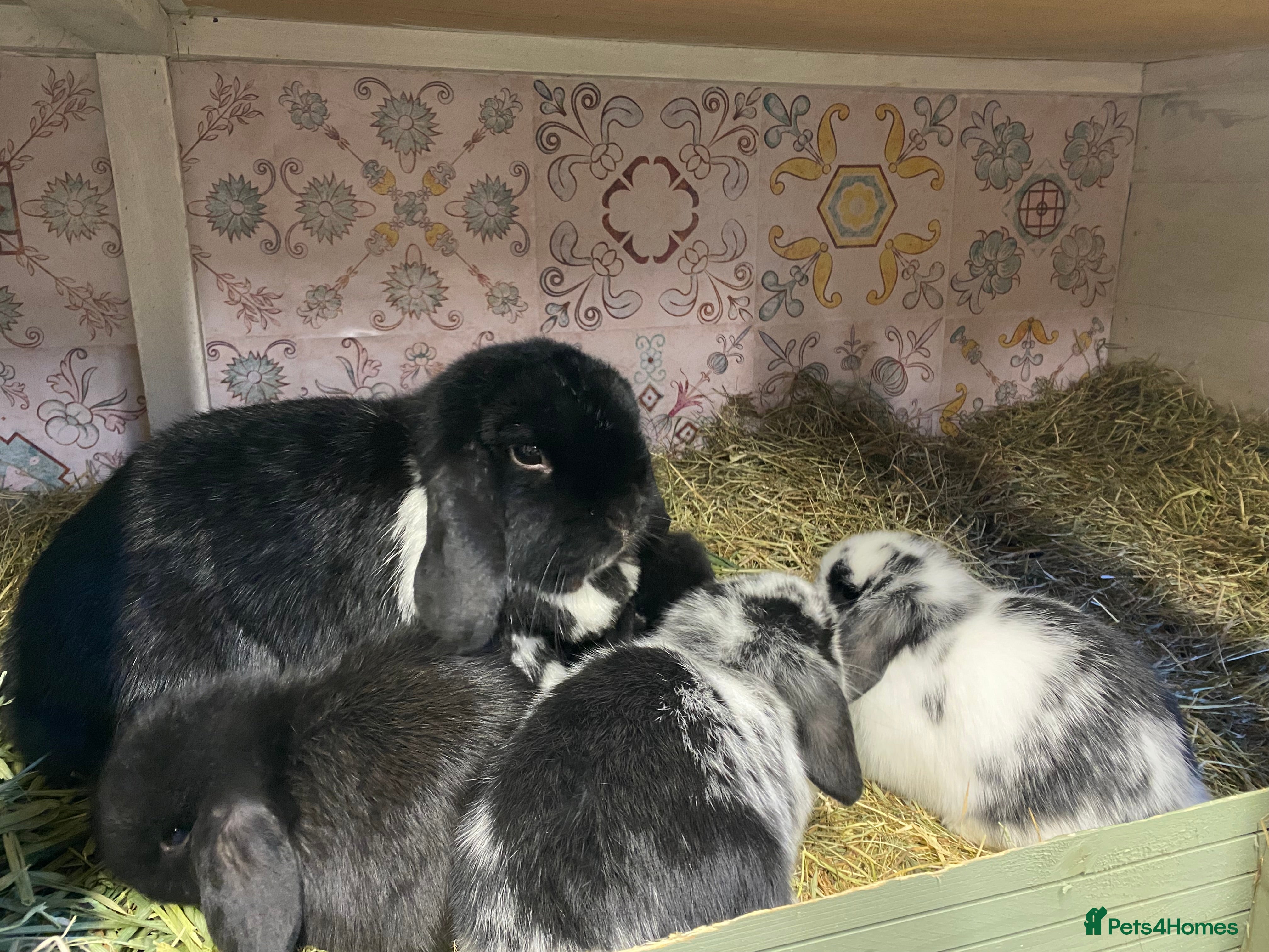 Mini Lop rabbits Purebred Baby Mini Lops - 3 bucks remaining - Advert 10