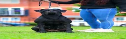 Mixed Breed dogs for sale: Cane corso x presa canario - Advert 4