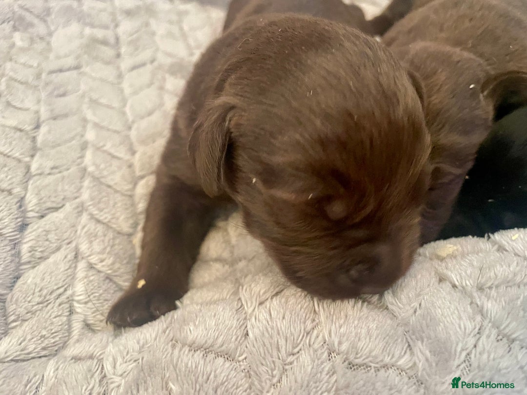 Labrador Retriever dogs for sale: LABRADOR PUPPIES 5 GEN ENHANCED PEDIGREE  - Image 6