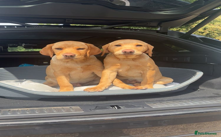 Labrador Retriever dogs - Advert 4