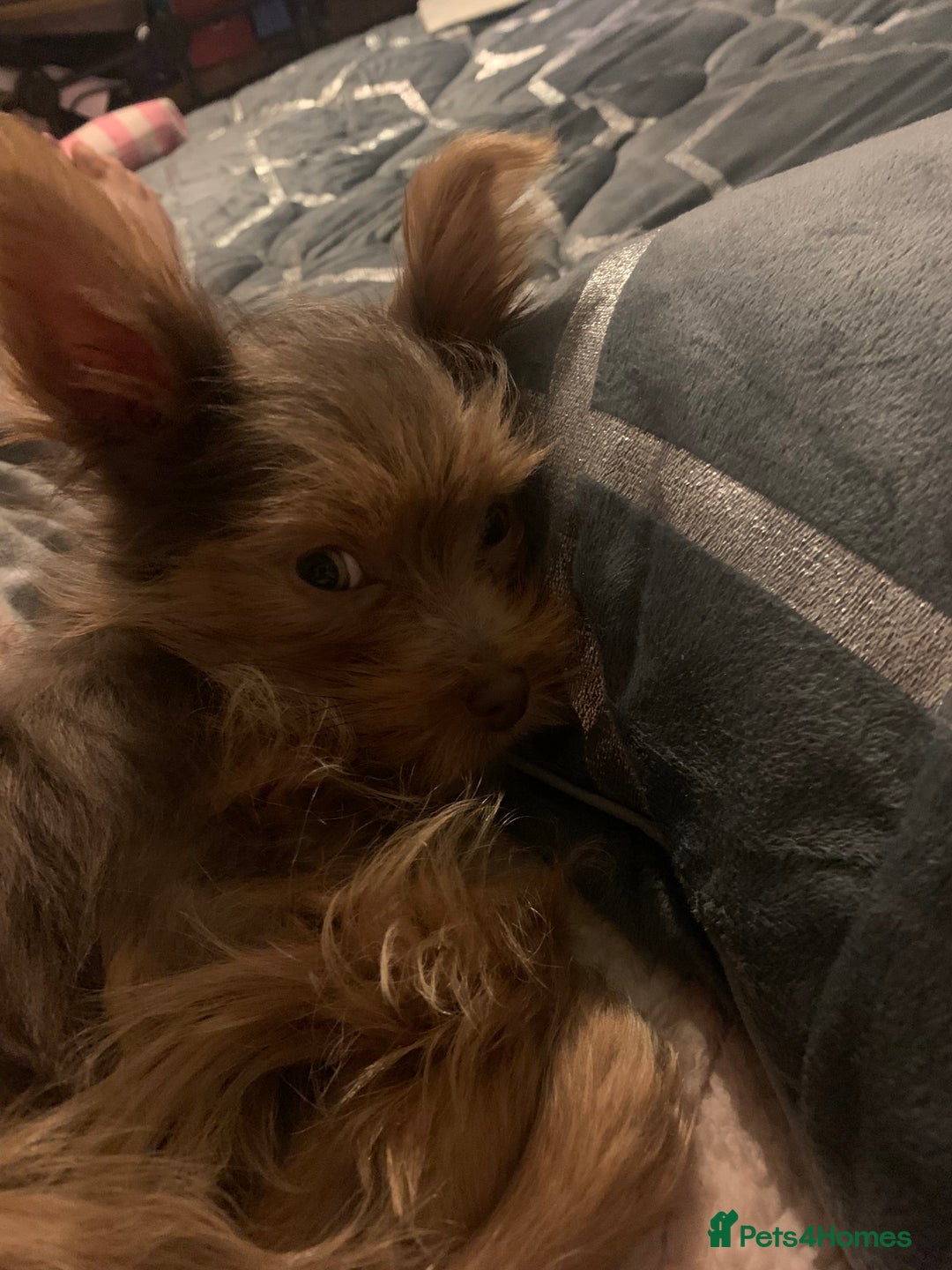 Chorkie dogs for sale: One male puppy left - Advert 7