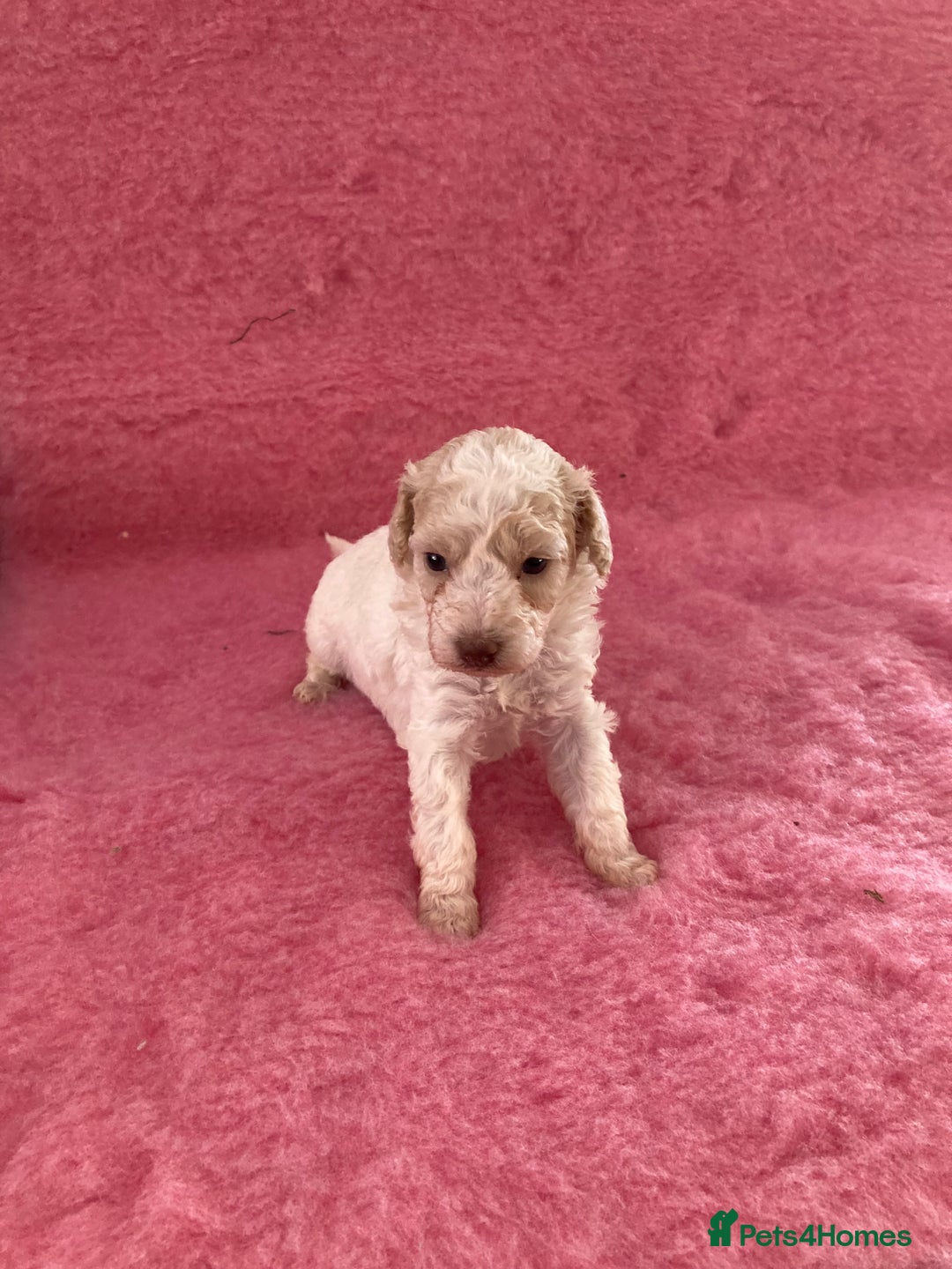 Cavapoo dogs for sale: Miniature poodle x cavapoo  - Image 9