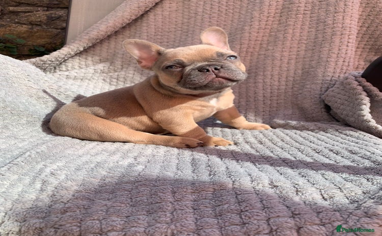 French Bulldog dogs - Advert 1