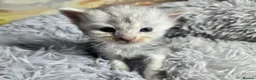Maine Coon cats for sale: Stunning TICA Maine Coon kittens - Advert 18