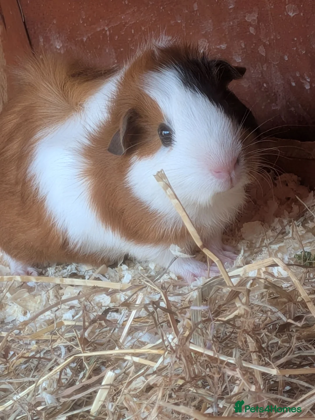 Guinea Pig rodents for sale: 3 beautiful Guinea pigs ready for there new homes  - Advert 1