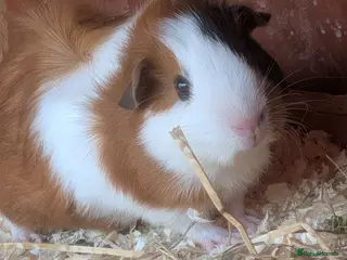 Guinea Pig rodents 3 beautiful Guinea pigs ready for there new homes - Advert 4