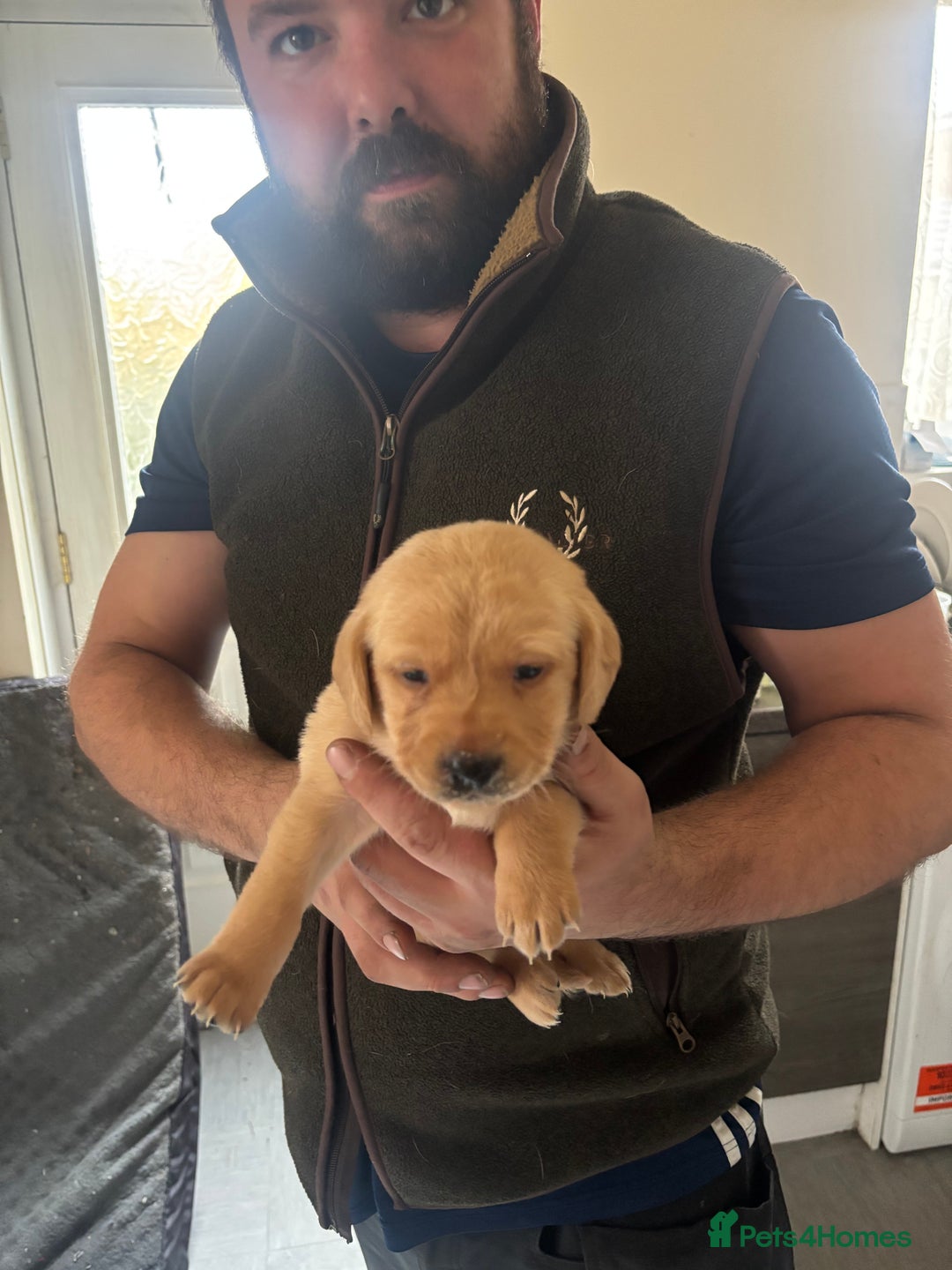 Labrador Retriever dogs for sale: Fox red Labrador - Advert 14