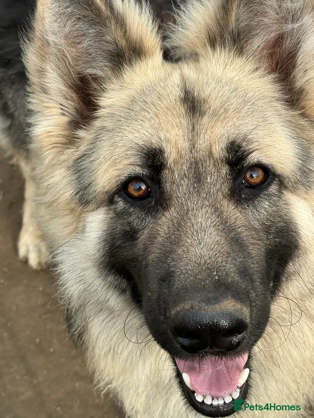 German Shepherd dogs for stud: Black and silver stud dog. Kc reg. health tested in Royston - Advert 8