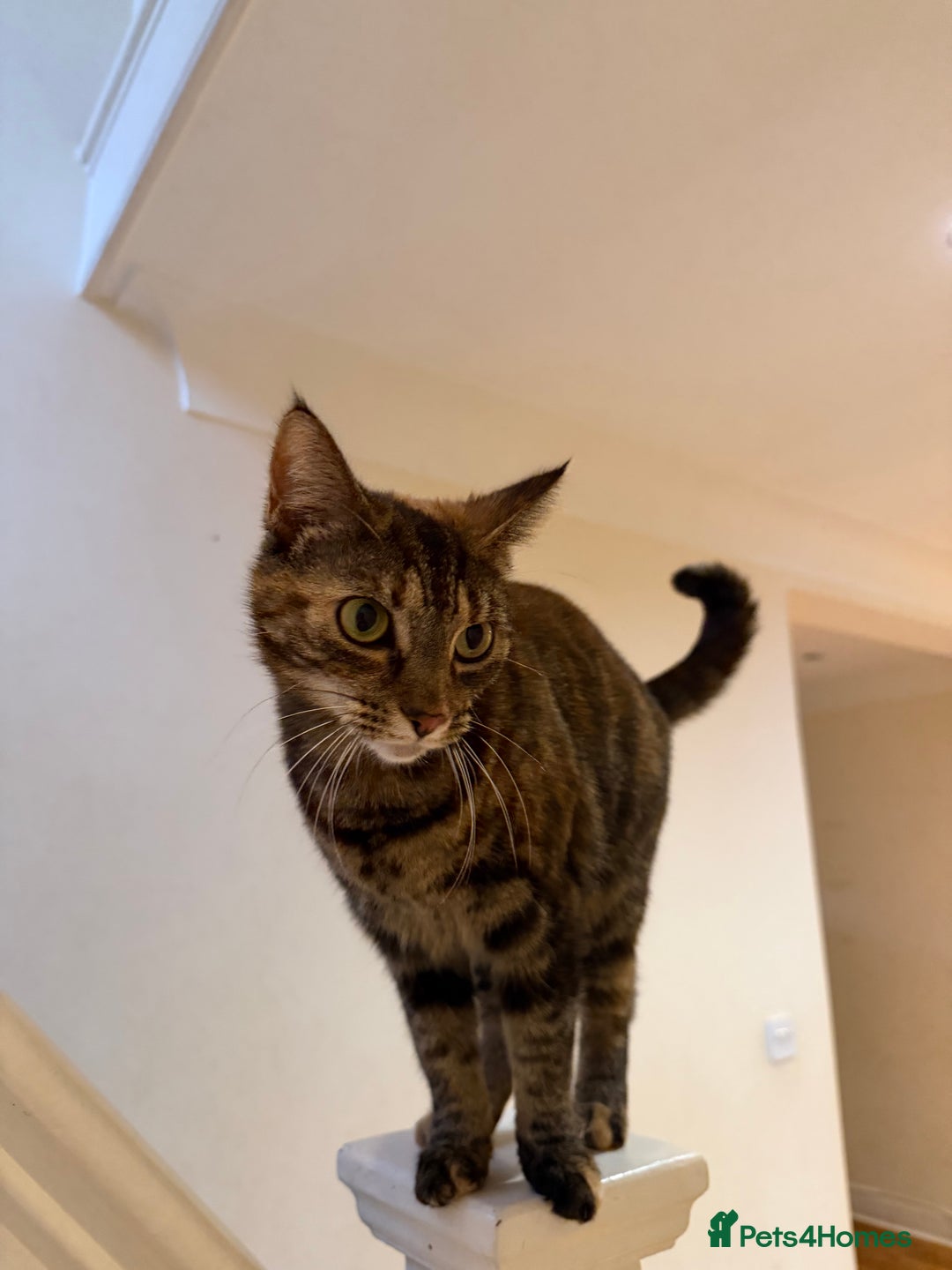 Domestic Shorthair cats for sale: Free Rehome 10 cats - Advert 7