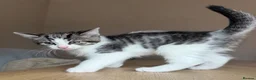 Maine Coon cats for sale: Gorgeous Maine Coon x Domestic long hair - Advert 23