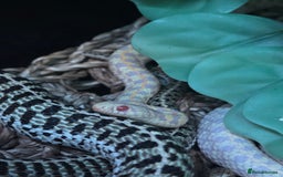 Garter Snake reptiles for sale: Albino Checkered Garter Snakes Price Reduced  - Image 2