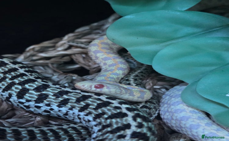 Garter Snake reptiles - Advert 1