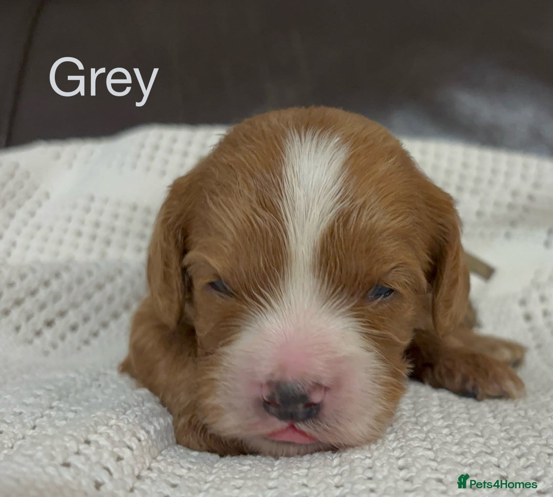 Cavapoo dogs for sale: Gorgeous F1 Cavapoo puppies. Health tested parents - Advert 21