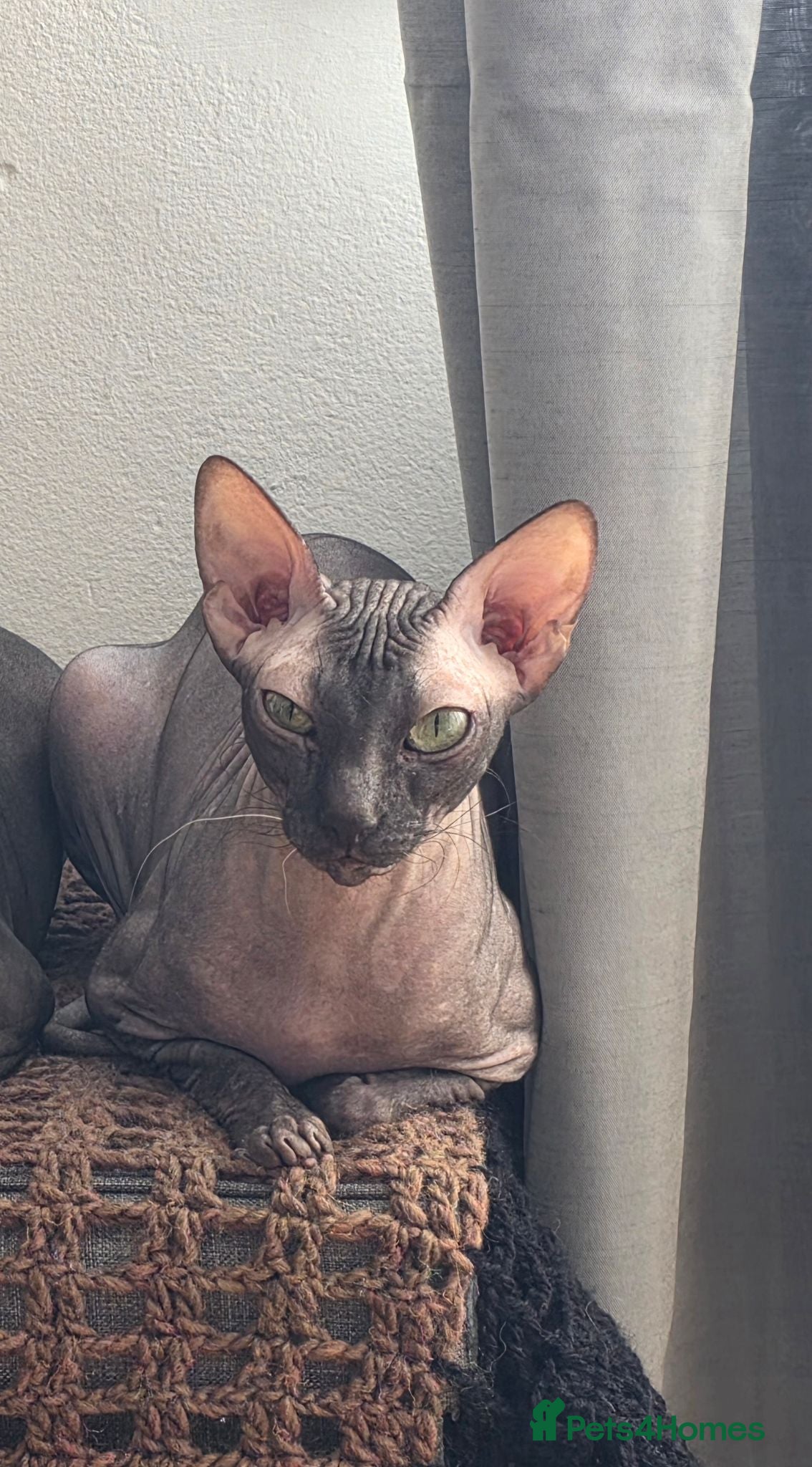 Sphynx cats Young lady  - Advert 6