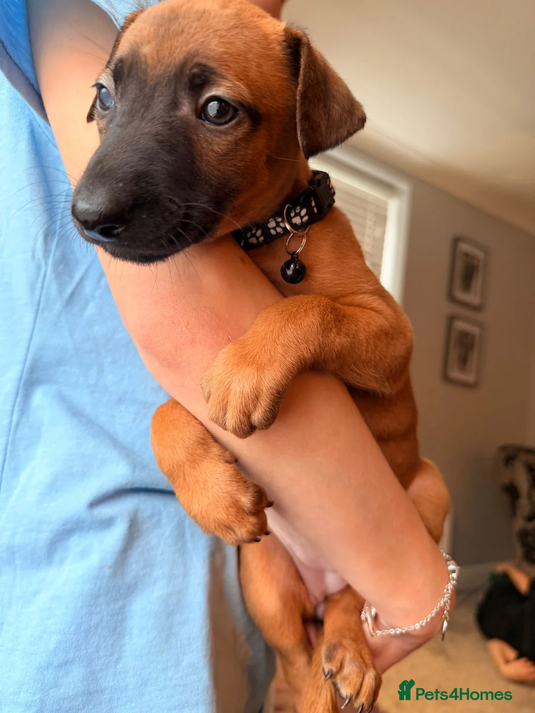 Mixed Breed dogs for sale: All Girls Greyhound/Whippet/Lurcher Cross Puppies! - Advert 26