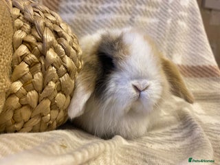 Mini Lop rabbits Mini lop - Advert 18