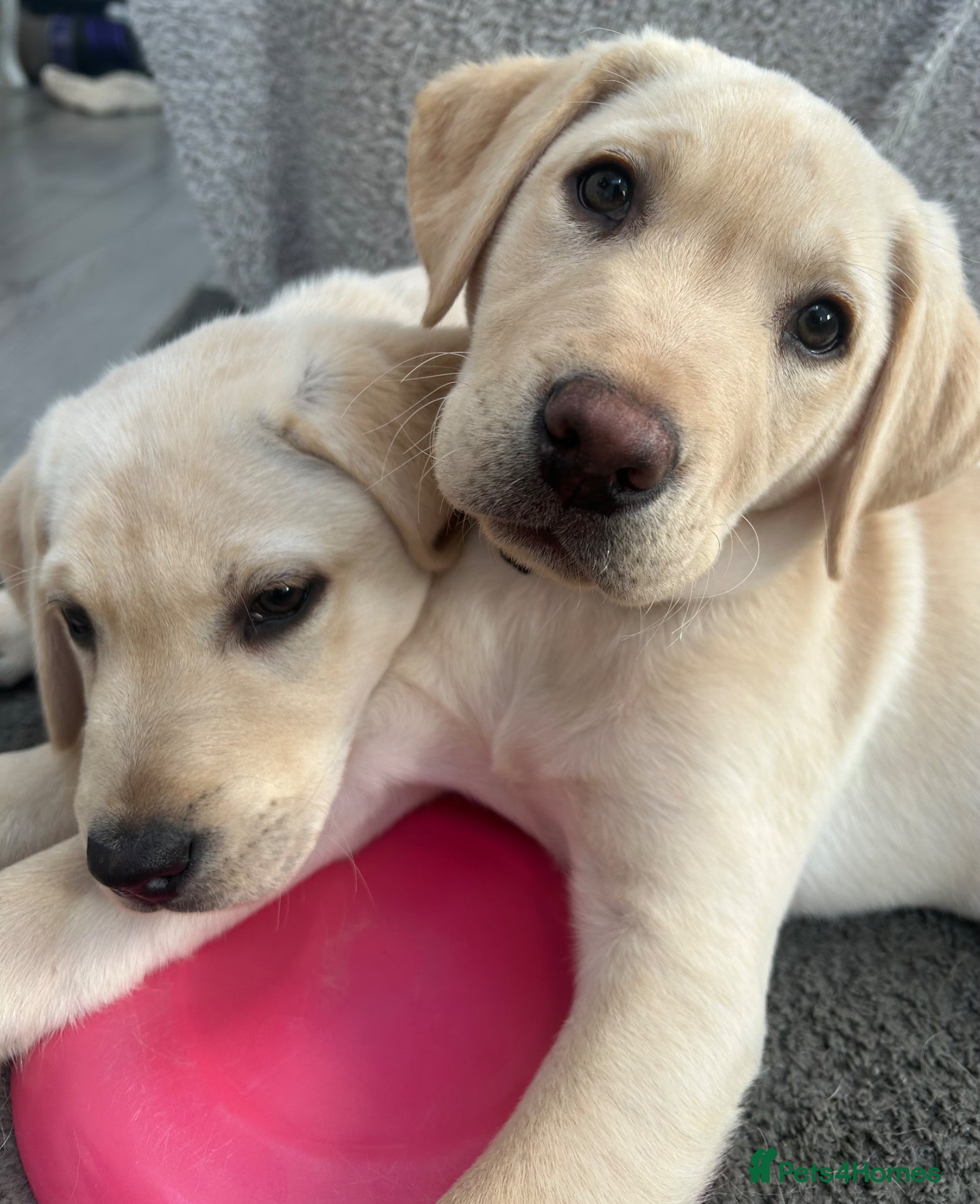 Labrador Retriever dogs KC Registered Labrador Puppies  - Advert 2