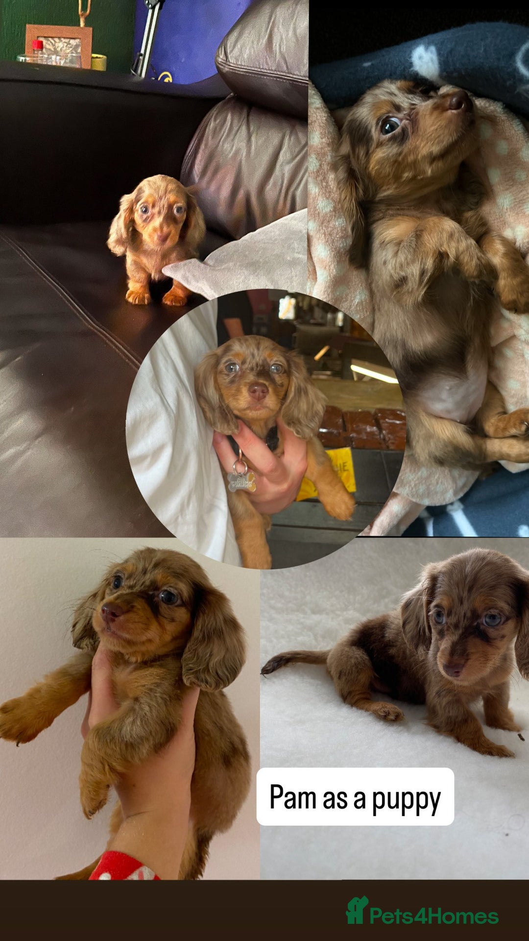 Miniature Dachshund dogs for sale: Waitlist Open! KC Miniature Long Haired Dachshunds - Image 5