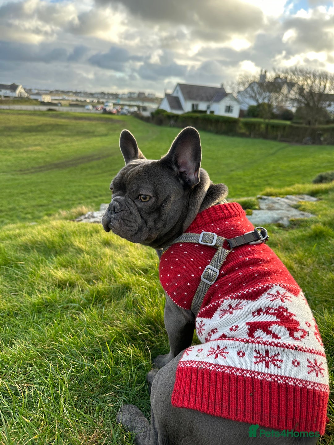 French Bulldog dogs for stud: Blue&Tan French Bulldog ready for stud £500 in Northampton - Advert 5