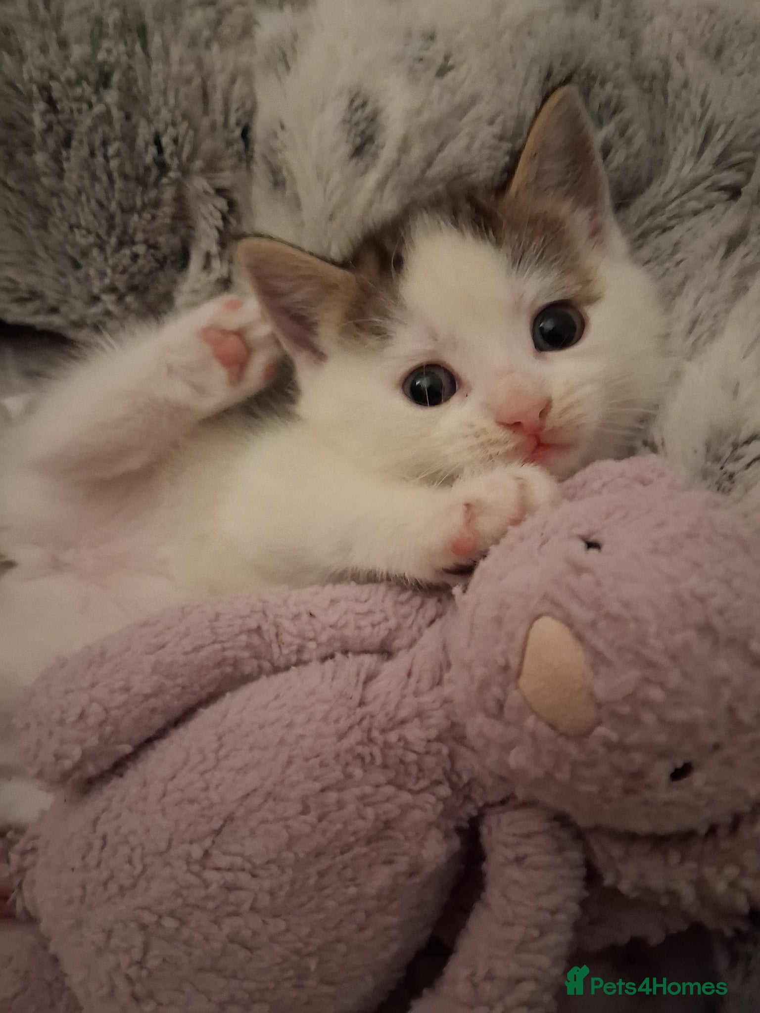 Mixed Breed cats 3 Stunning kittens - Advert 14