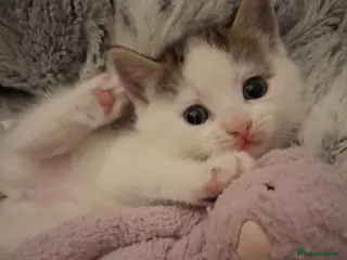 Mixed Breed cats 3 Stunning kittens - Advert 14