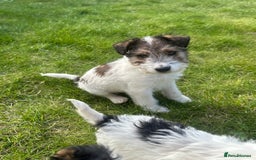 Fox Terrier dogs for sale: Fox Terrier puppies for sale - 07704995261 - Image 7