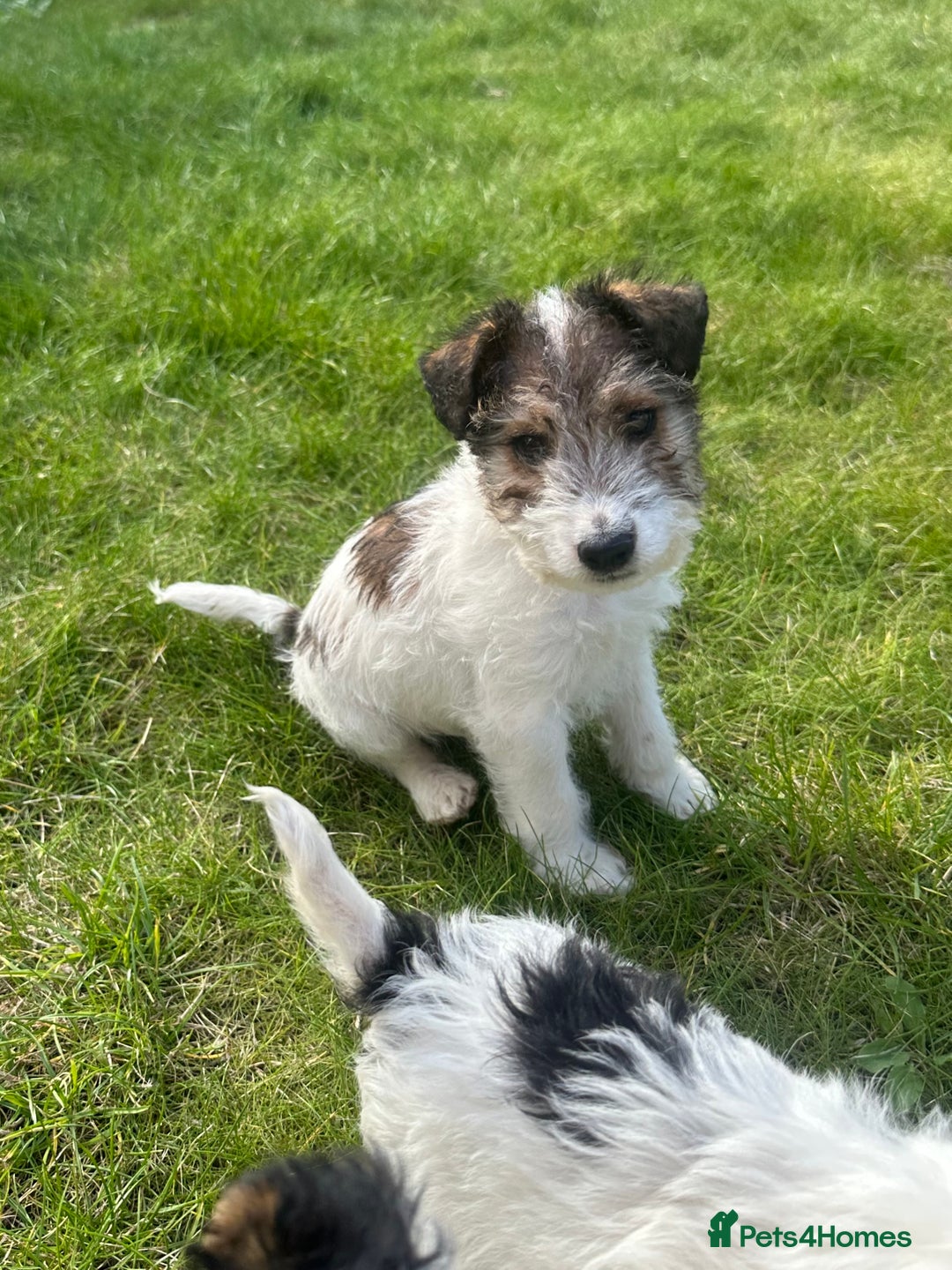 Fox Terrier dogs for sale: Fox Terrier puppies for sale - 07704995261 - Image 7