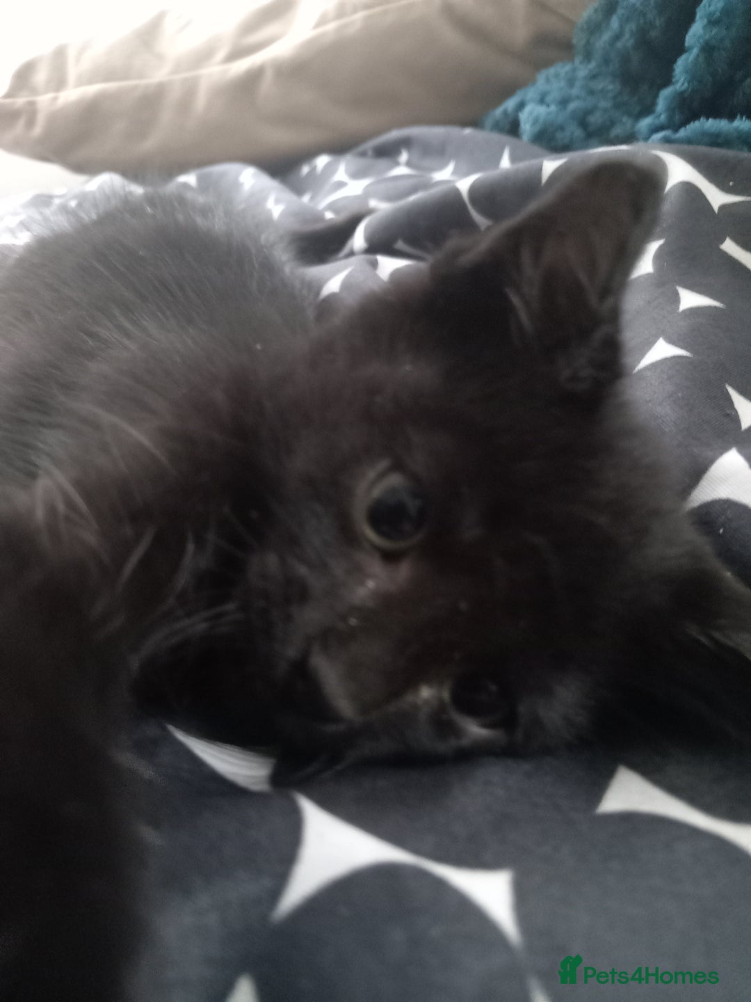 Mixed Breed cats for sale: little kittens  - Image 6