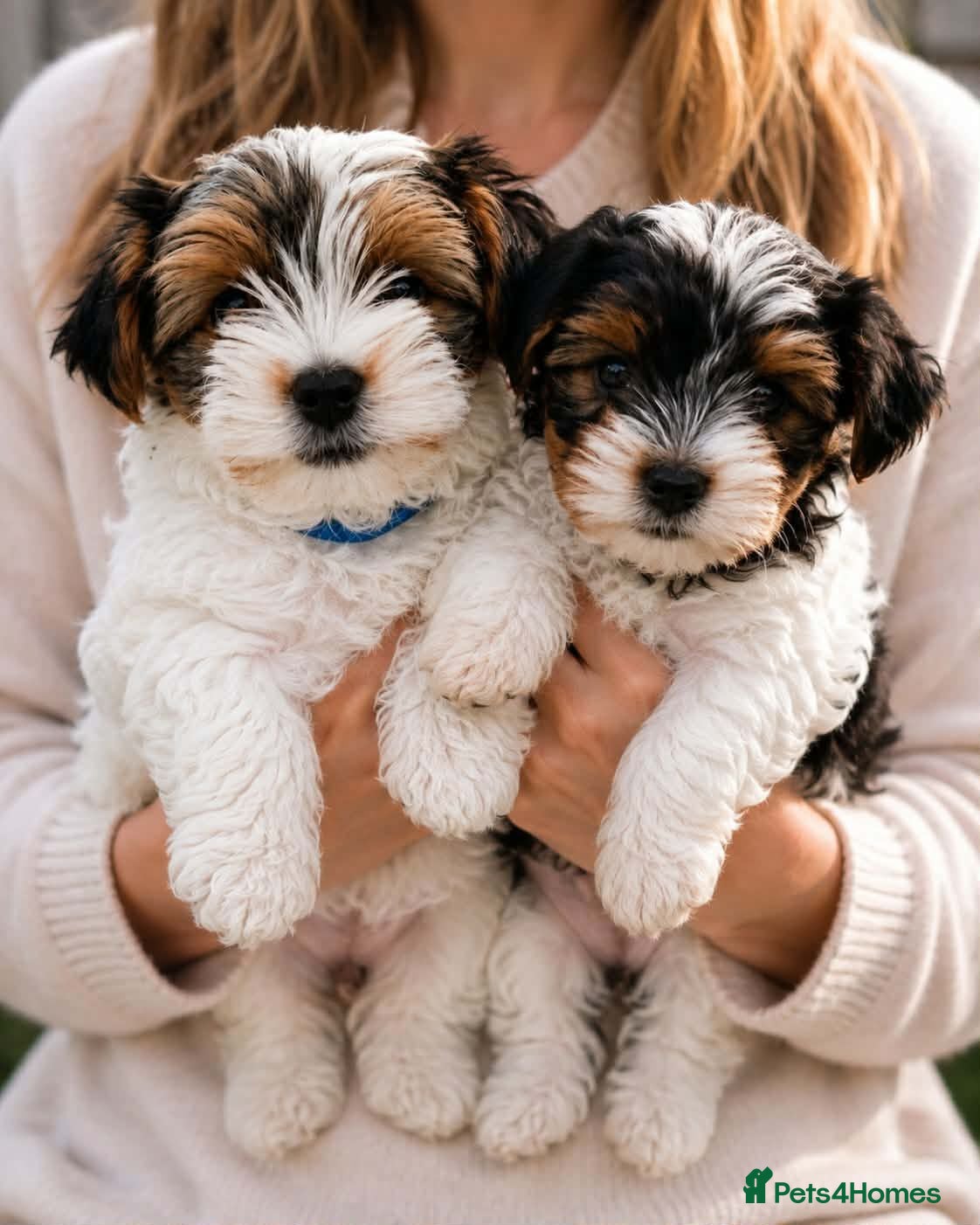 Biewer Terrier dogs 🎀Gorgeous Tiny Biewer Yorkshire Terrier Puppies🐾 - Advert 18