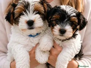 Biewer Terrier dogs 🎀Gorgeous Tiny Biewer Yorkshire Terrier Puppies🐾 - Advert 16
