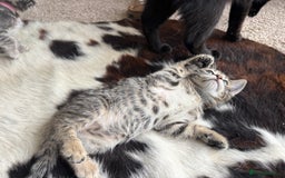 Bengal cats for sale: Beautiful Bengal Cross Kitten - Image 2