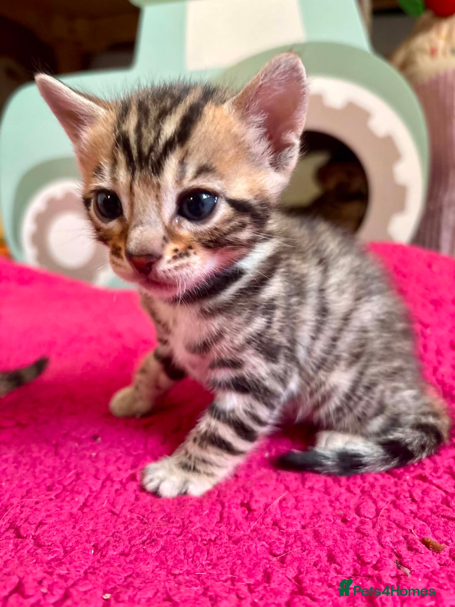 Bengal cats Stunning Bengal Kittens  - Advert 2