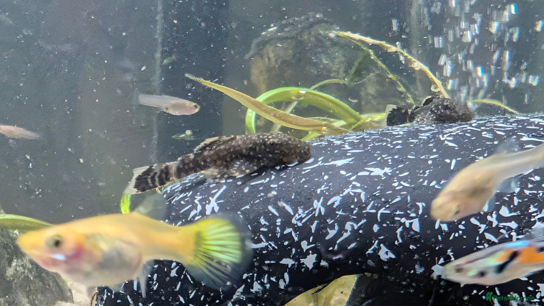 Other/Mixed Breed fish for sale: Guppies , endlers and loaches  - Image 2