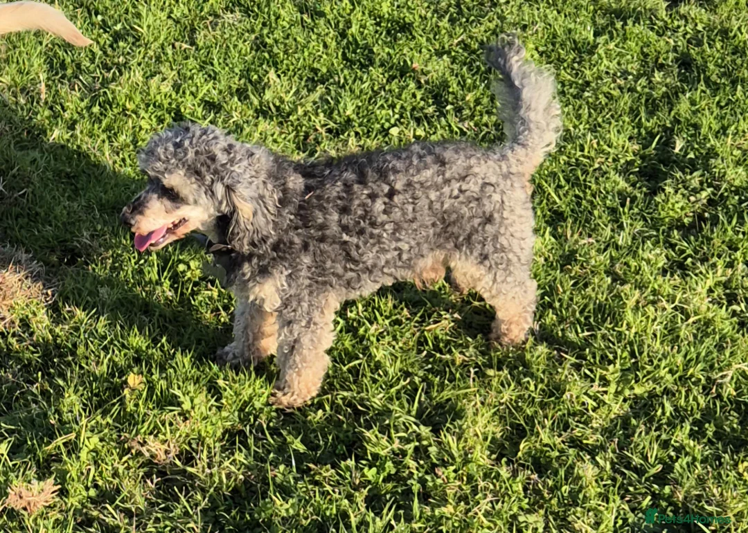 Westiepoo dogs for sale: Westie poo puppies in Gravesend - Advert 2