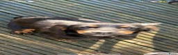 Sprocker dogs for sale: Sprocker puppies  - Advert 1