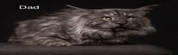 Maine Coon cats for sale: Council licensed TICA Maine Coon kittens - Advert 9