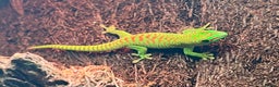 Gecko reptiles for sale: Giant day geckos available - Advert 2