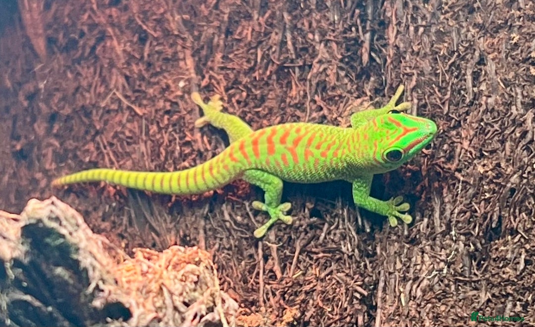 Gecko reptiles for sale: Giant day geckos available - Advert 2