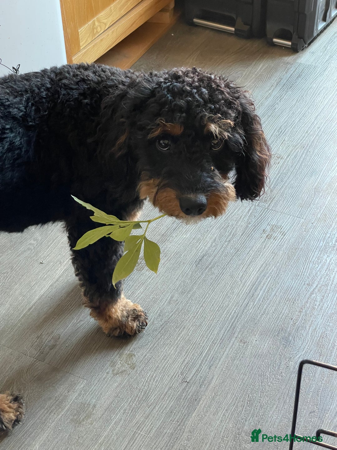 Cavapoo dogs for stud: Cavapoo Male - Image 3